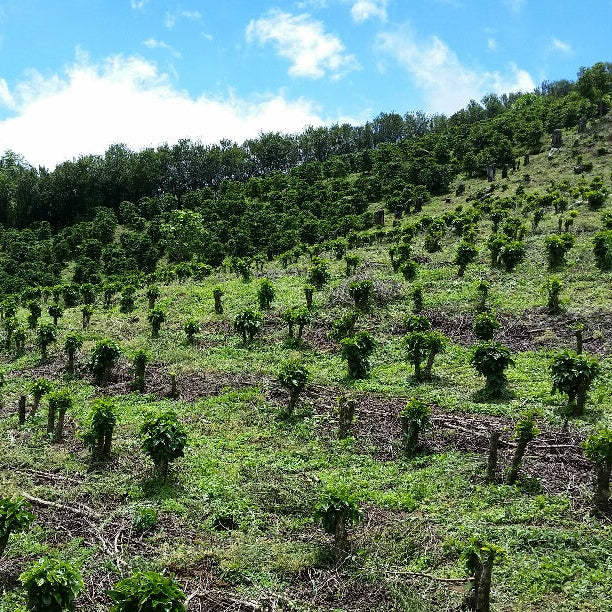 SUMAVA de LOURDES/GEISHA/Costa Rica/Yellow Honey