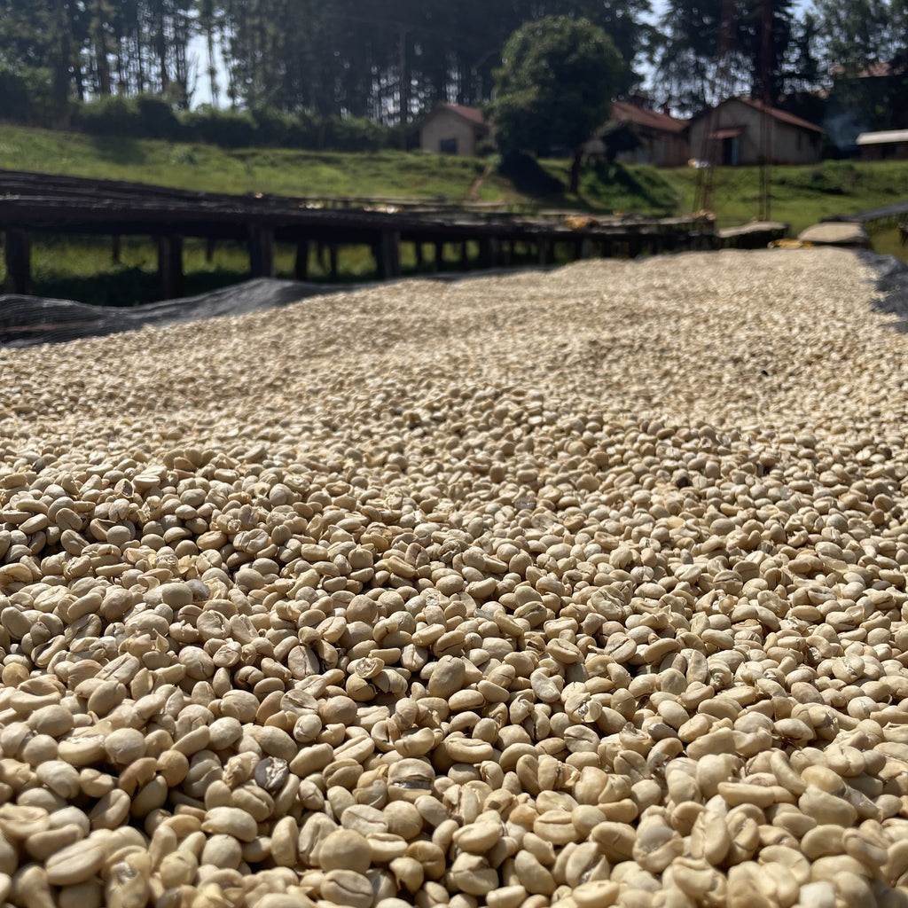 GATINA/Medium Roast/Kenya/Washed　