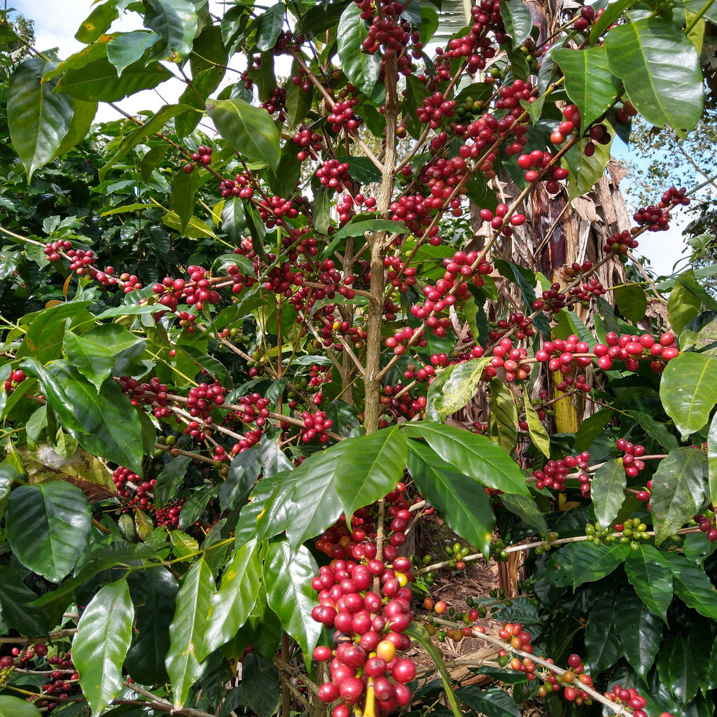 Las Dericias/Nicaragua/Natural/深煎り