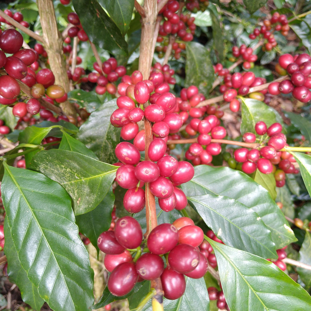 Las Dericias/Nicaragua/Natural/深煎り