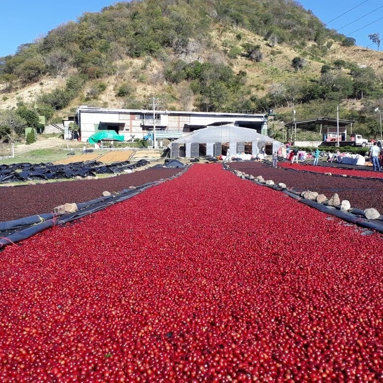 Las Dericias/Nicaragua/Natural/深煎り