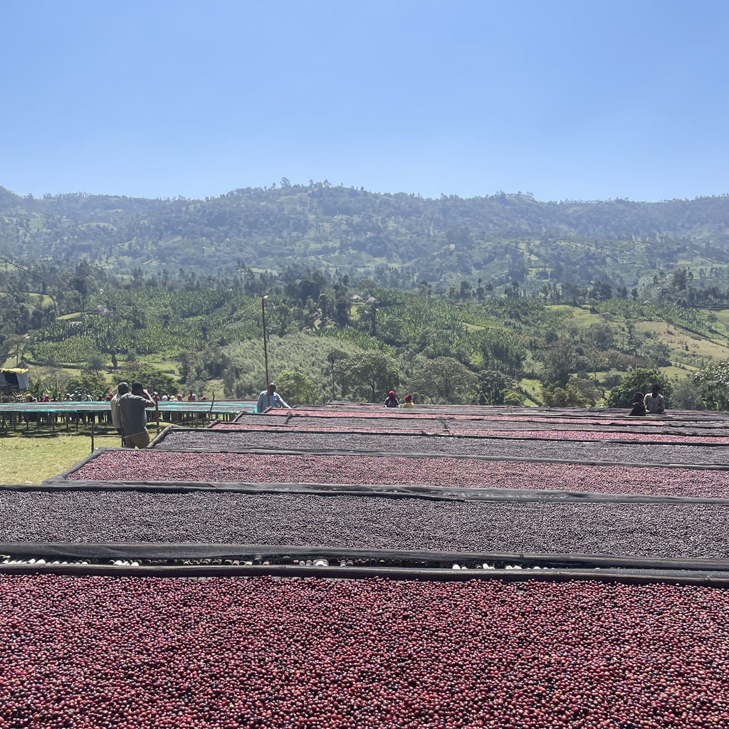 Nigusse Gemeda/Baturo/Ethiopia/ Natural