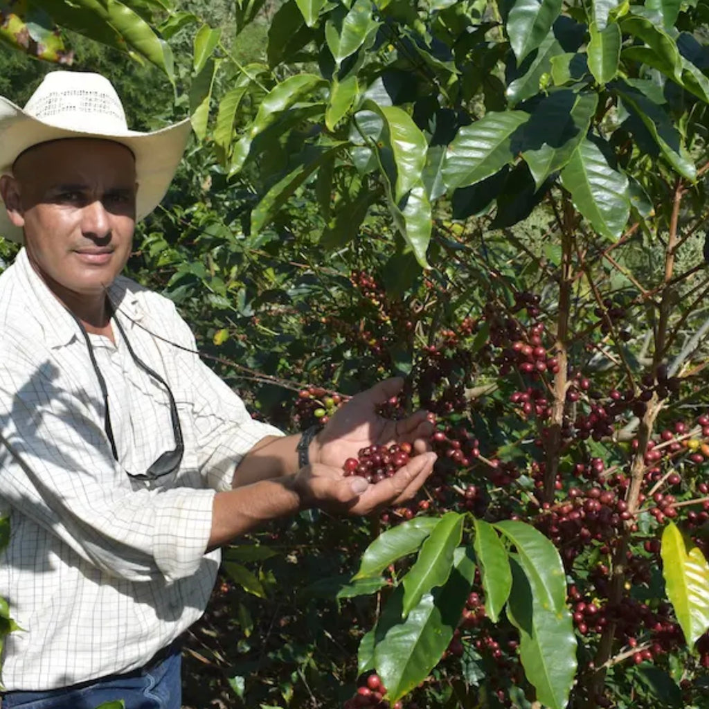 LOS PINOS/TYPICA/Honduras/Honey