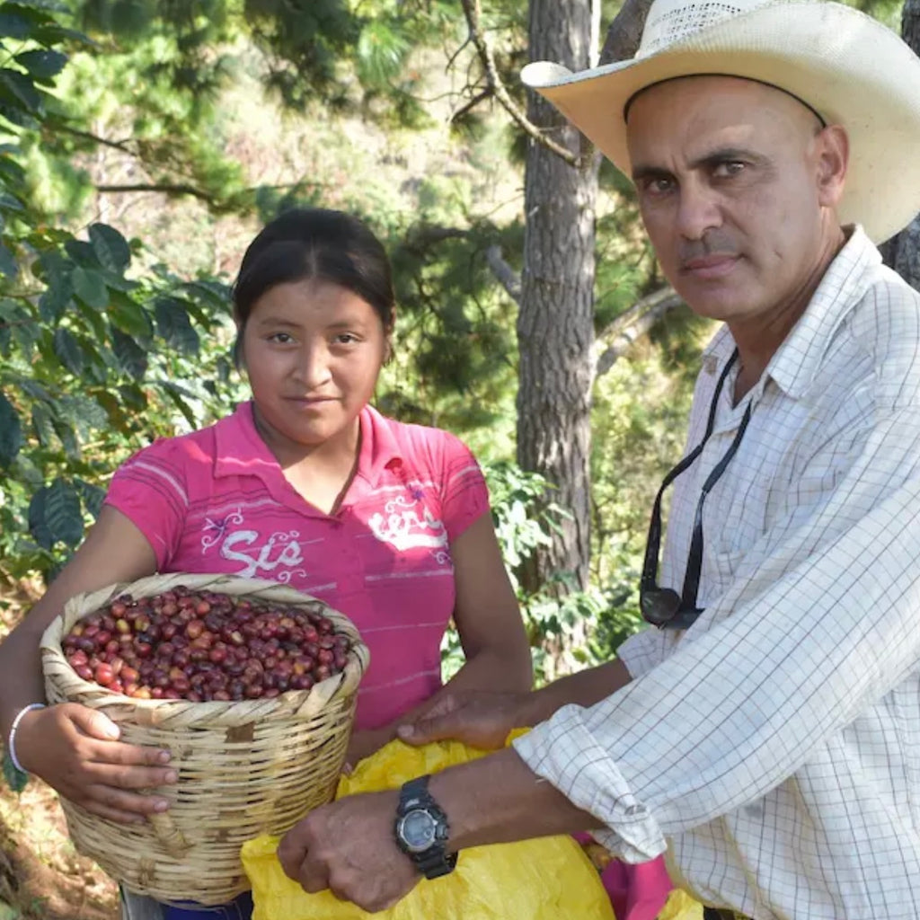 LOS PINOS/TYPICA/Honduras/Honey