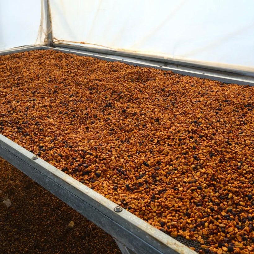 Roger Urena/Costa Rica/white Honey